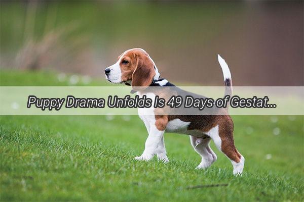 Puppy Drama Unfolds Is 49 Days of Gestation Too Soon for Birth